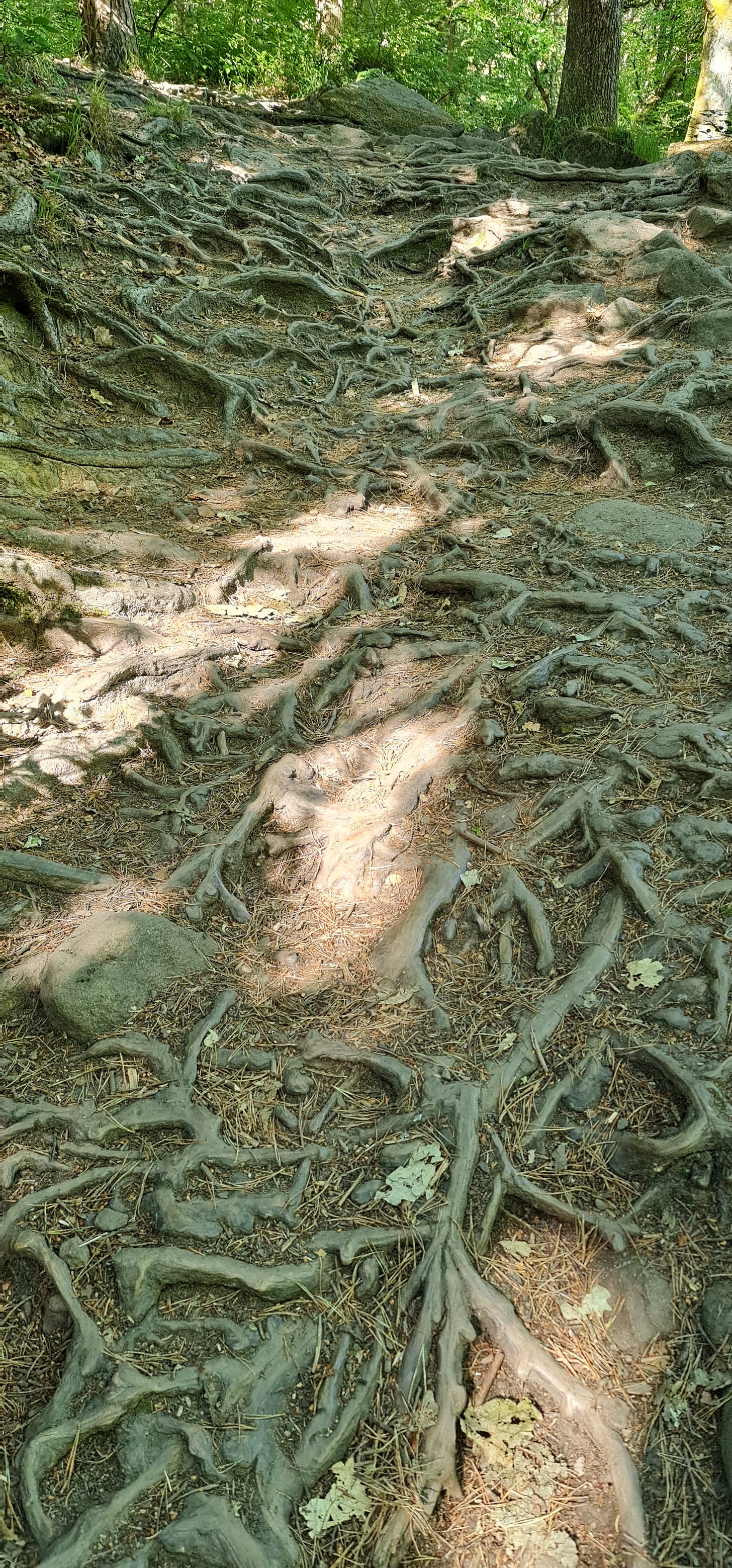 [image description: a photo of some of the wild and wonderful root system of beech trees, creating a natural set of steps up a hill’s incline, taken at Hardcastle Crags in Yorkshire]