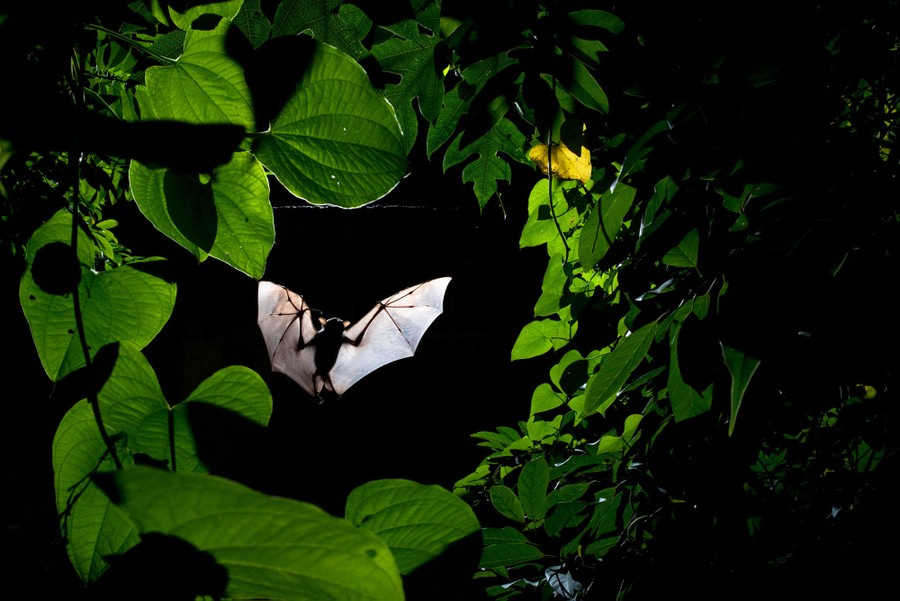 A flying bat flies with outstretched wings through a gap in a tree's branches at night.