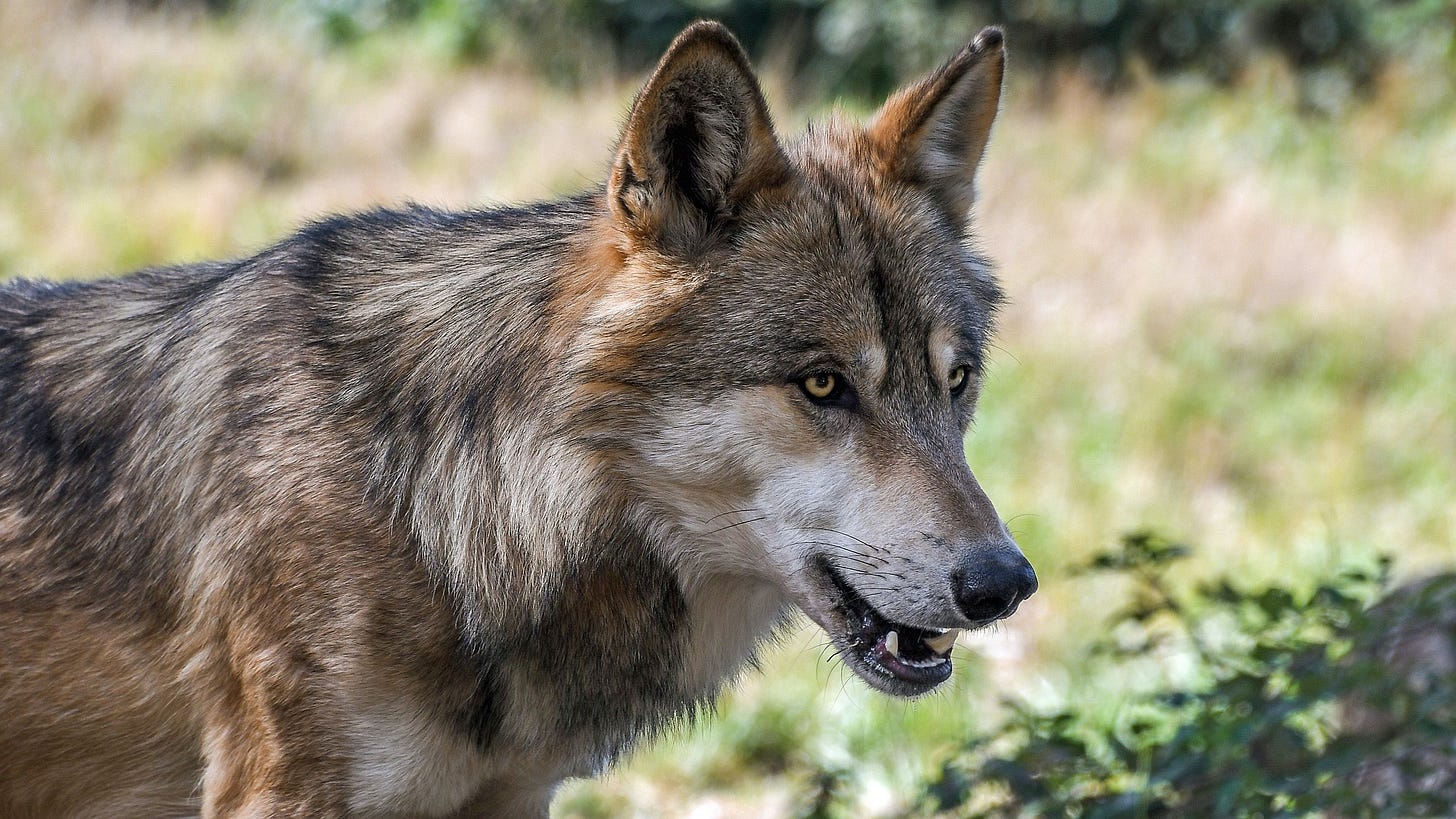 Christels on Pixabay: https://pixabay.com/photos/wolf-predator-animal-savage-2952937/