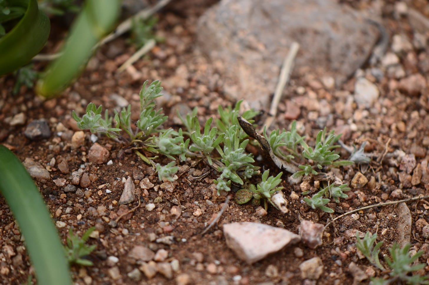 lavandula stoechas seedlings in the ground
