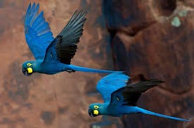 File:Lear's Macaw Anodorhynchus leari (cropped).jpg - Wikimedia Commons