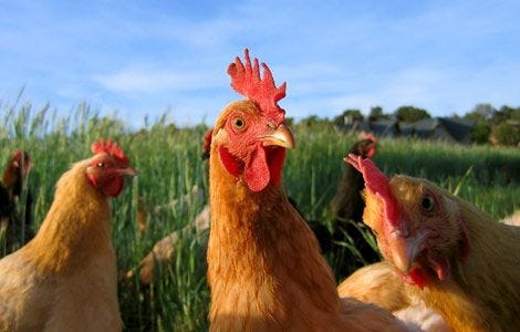 chicken-farm-animals-0375106_14440_600x450