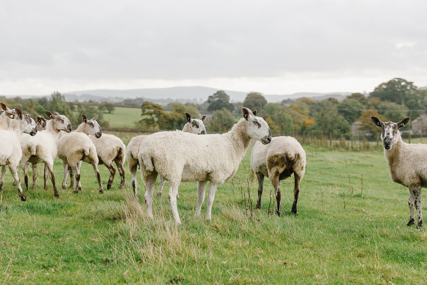A group of sheep stood in a field on a cloudy day.