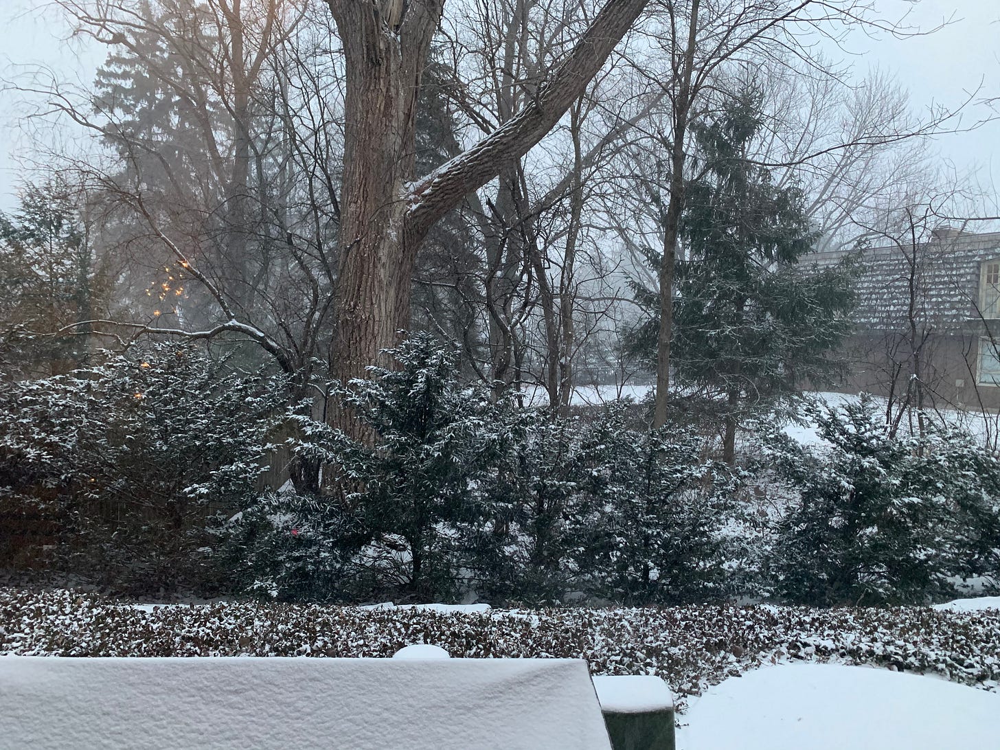 Photo of evergreen bushes and a large tree covered in a fresh layer of snow.