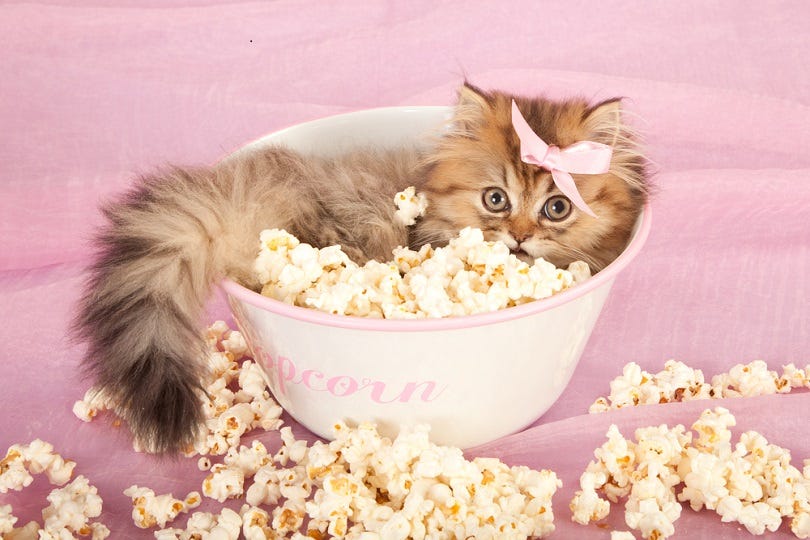 Can Cats Eat Popcorn? What You Need to Know! - Excited Cats