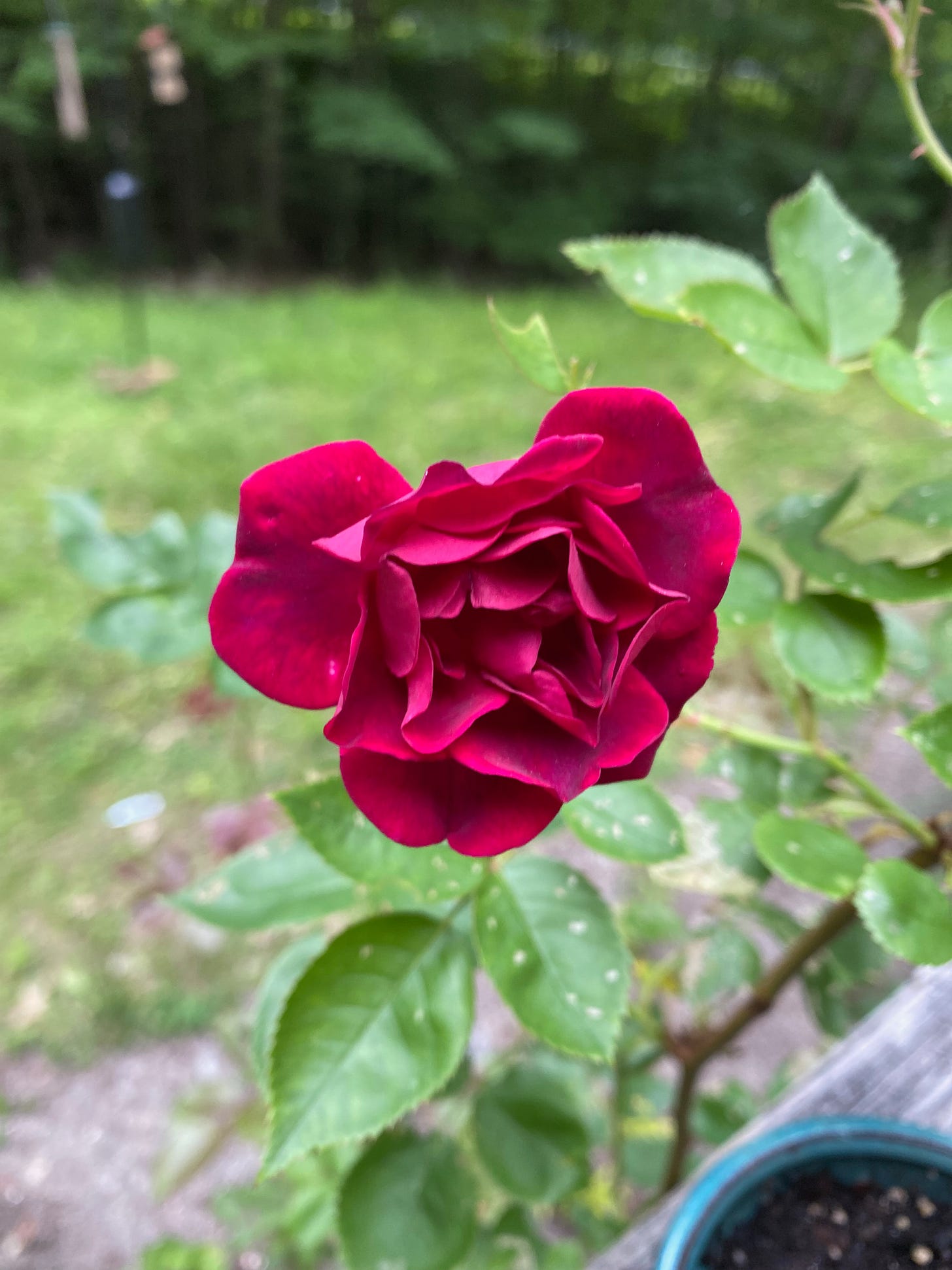 Closeup of a small red rose in front of a blurred out yard.