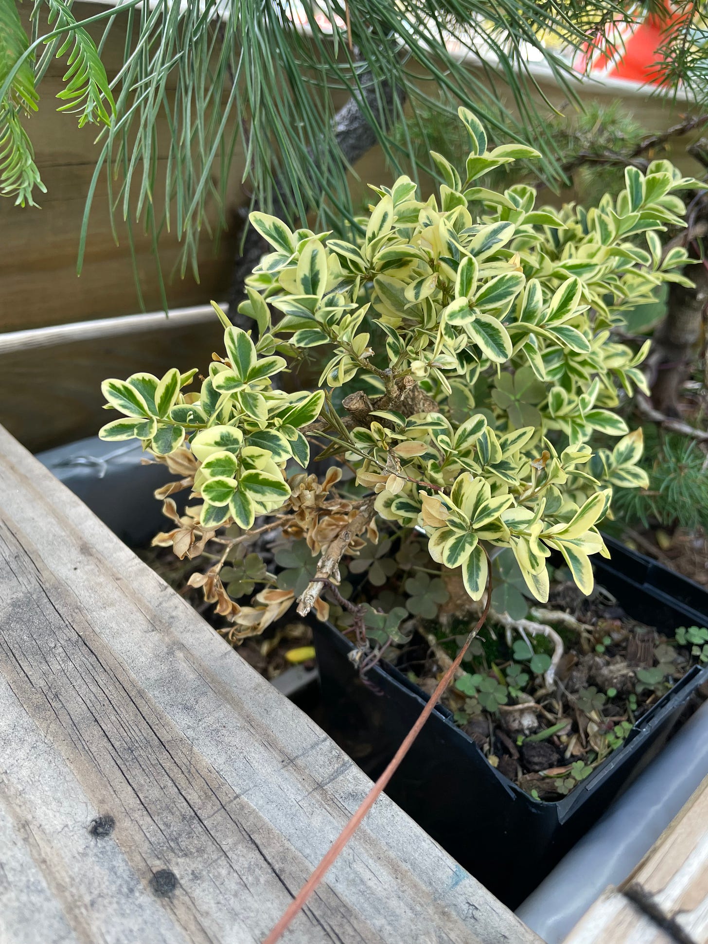 ID: Photo of variegated boxwood with a dead lower branch.