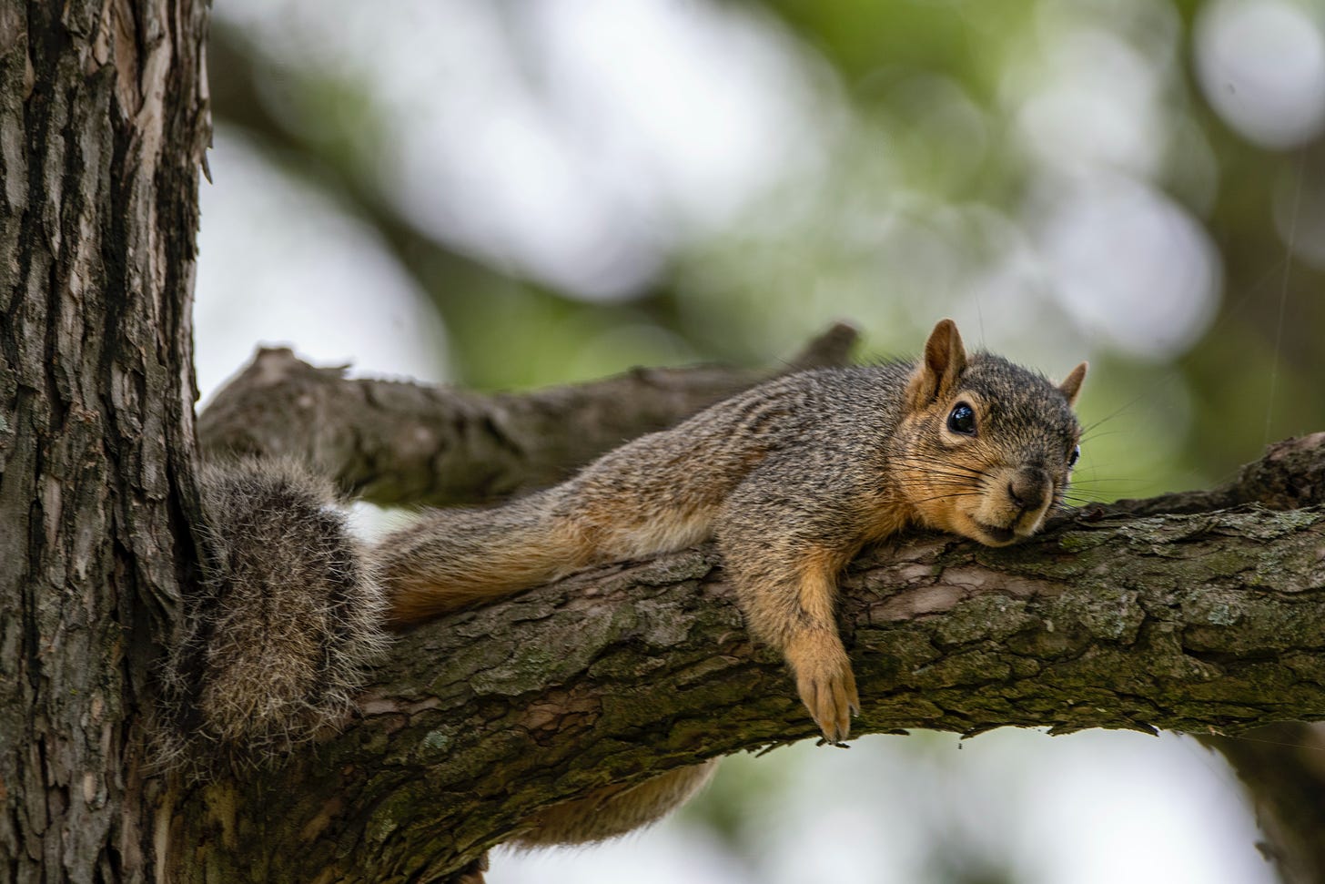 A squirrel either splooting or in squoaf mode on a tree branch, its cute little foreleg wrapped around the branch