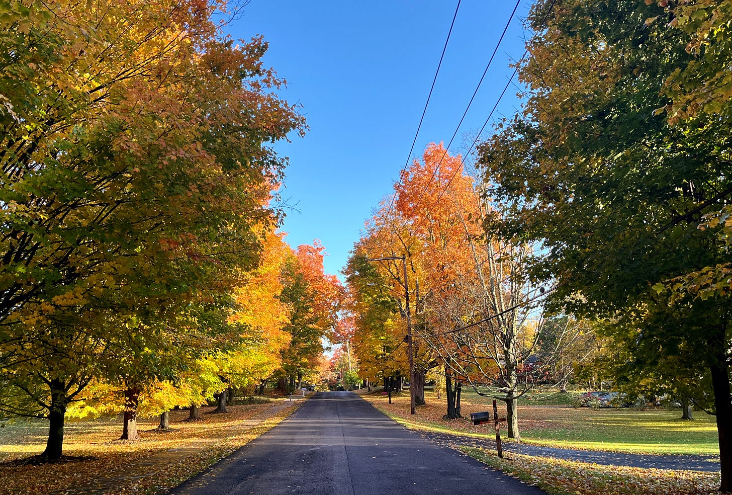 Fall foliage on trees lining a street