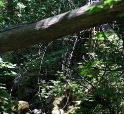 Jumping into the writing life can seem like going out on a limb