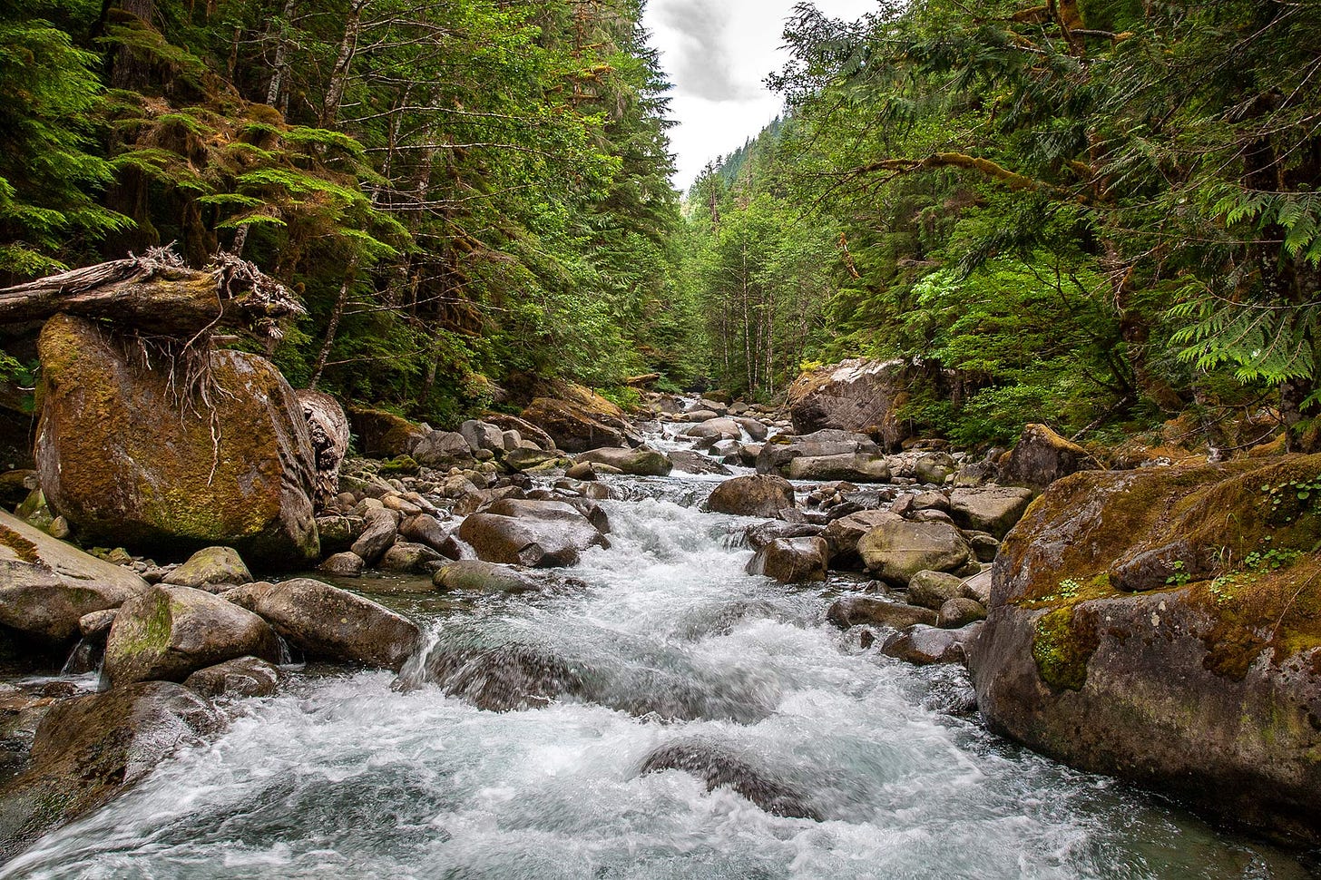 looking upriver at cold blue water splashing white over a series of boulders just visible through the foam, large brown boulders edging the river, with the forest just beyond