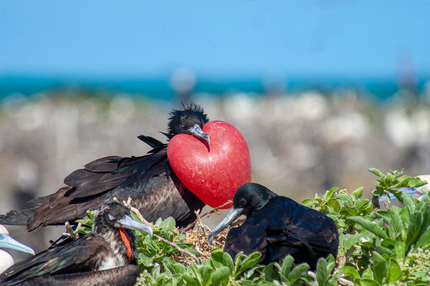 Sea Wonder: Magnificent Frigatebird | National Marine Sanctuary Foundation