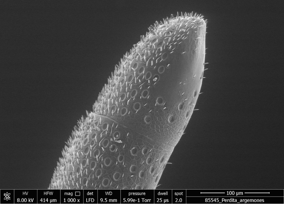 Microscopic view of tip of bee antenna.