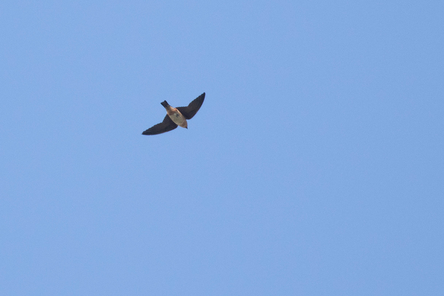 a white bellied swallow with a rusty undertail and throat flying against a blue sky