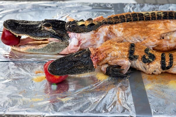 Whole alligators are seasoned with Creole seasoning and garlic powder before being cooked over hot coals. They were stuffed with an apple, and later, a beer can.