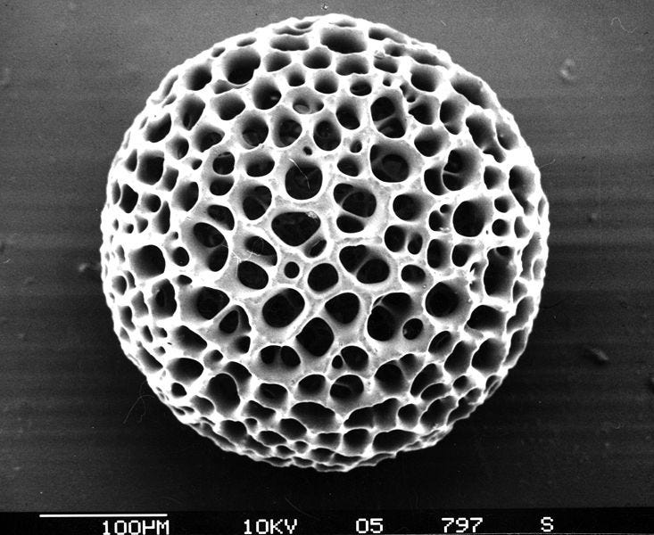 Microfossil