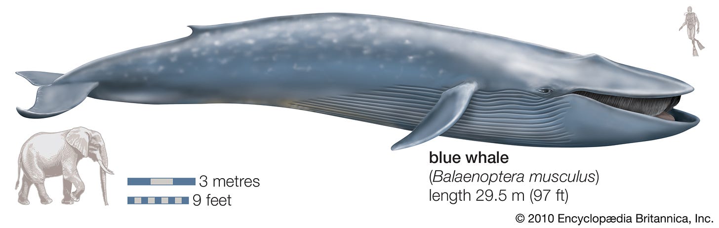 blue whale | Facts, Habitat, &amp; Pictures | Britannica