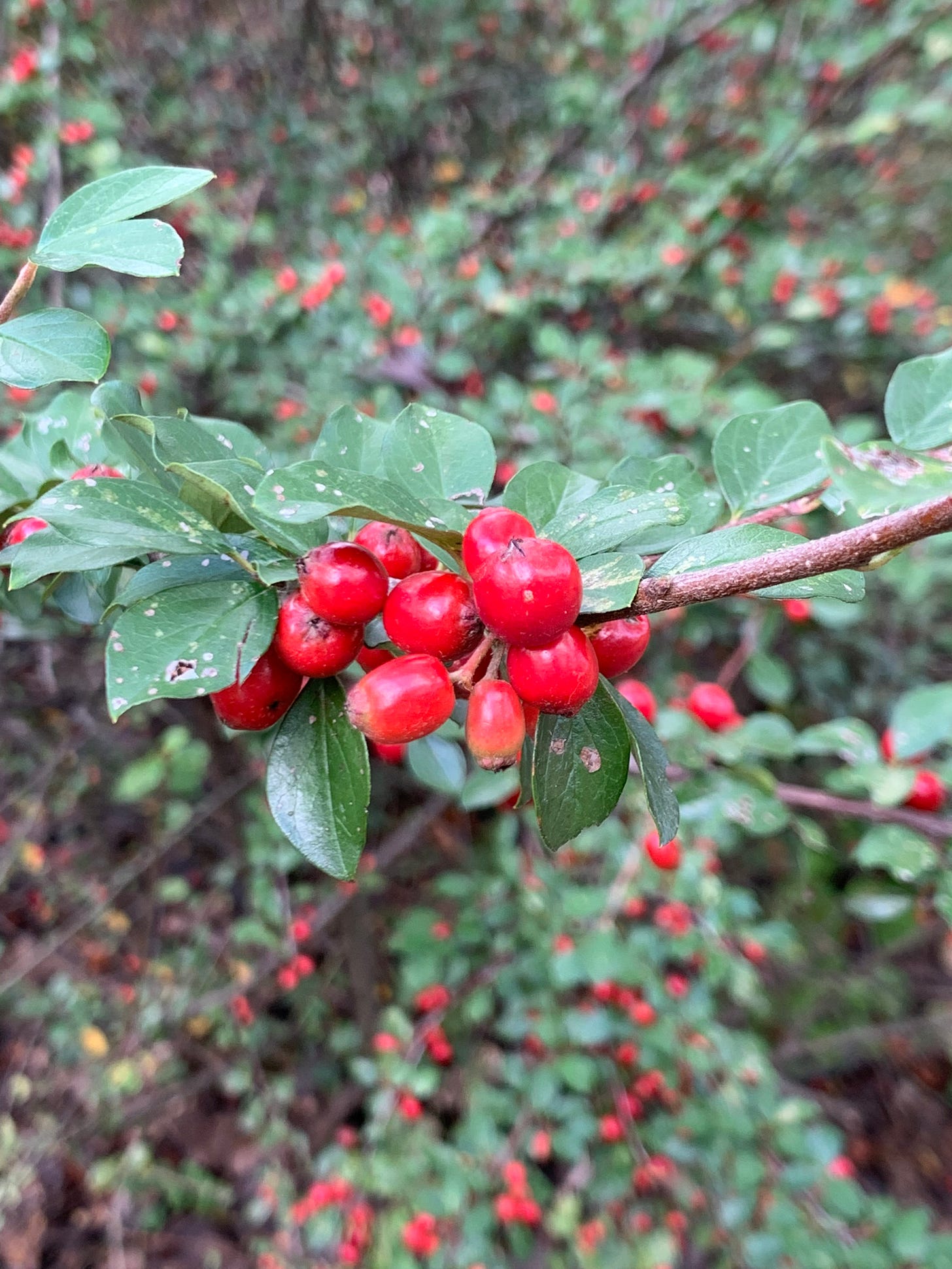 Very closeup photo of the scarlet globed fruit on a branch with several green leaves surrounding it.