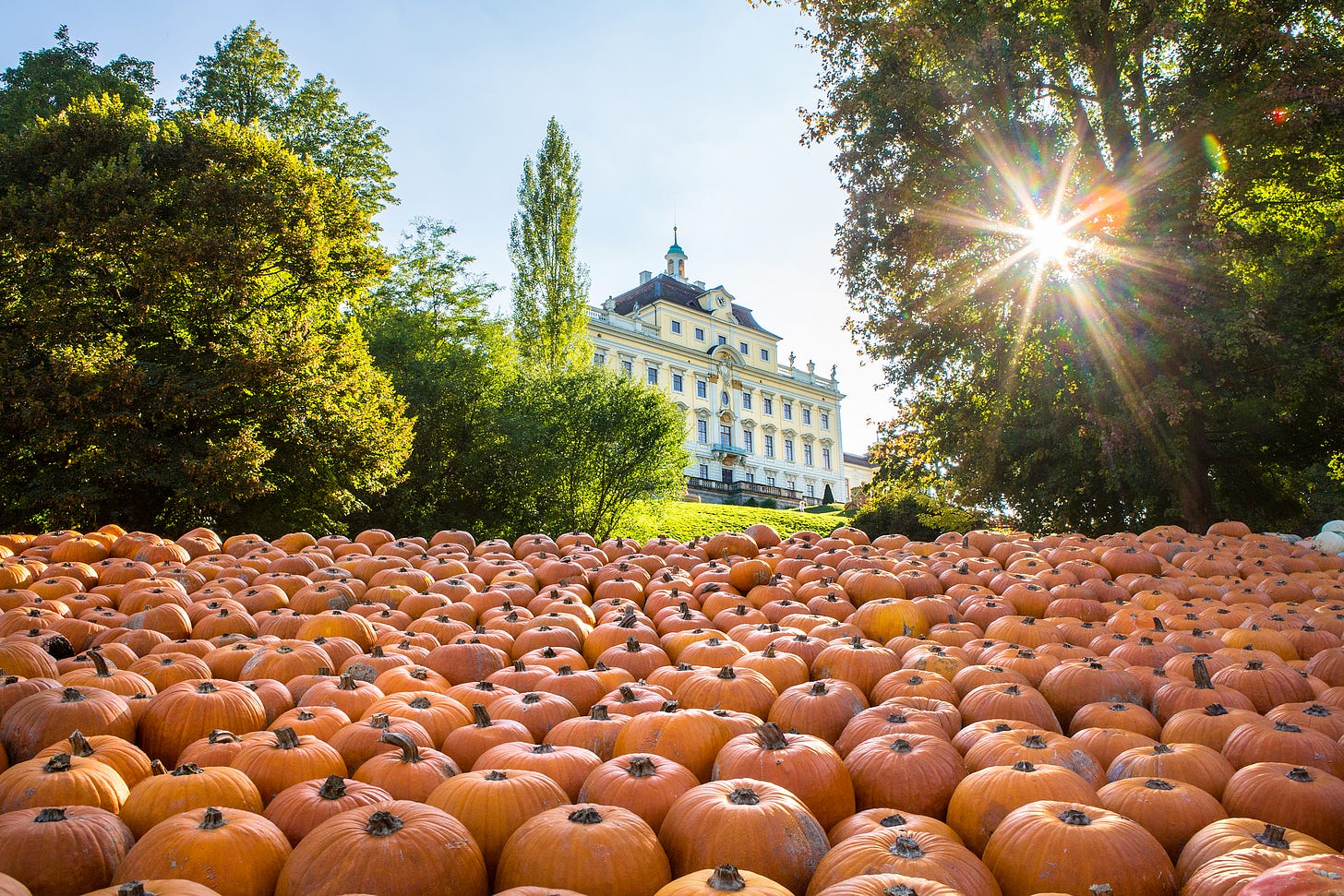 Rows and rows of hundreds of orange pumpkins in front of some leafy trees and Ludwigsburg Palace behind. The sky is blue and the sun shining through the trees.
