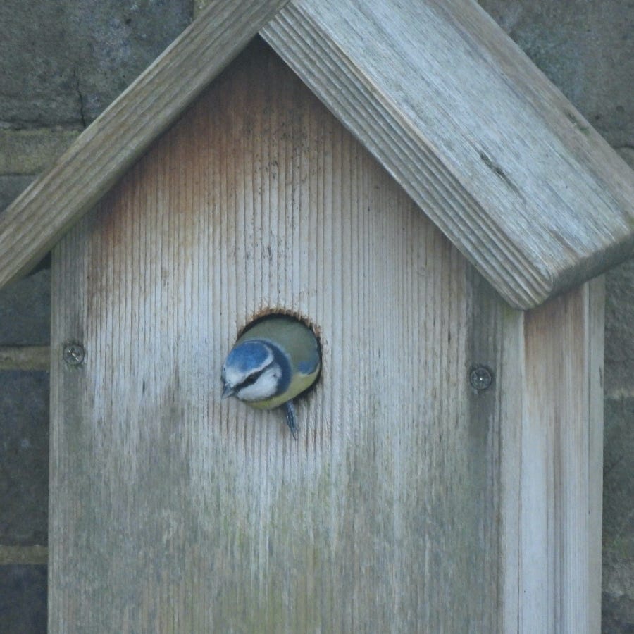 Head and shoulders of Blue Tit visible as it exits a nest box