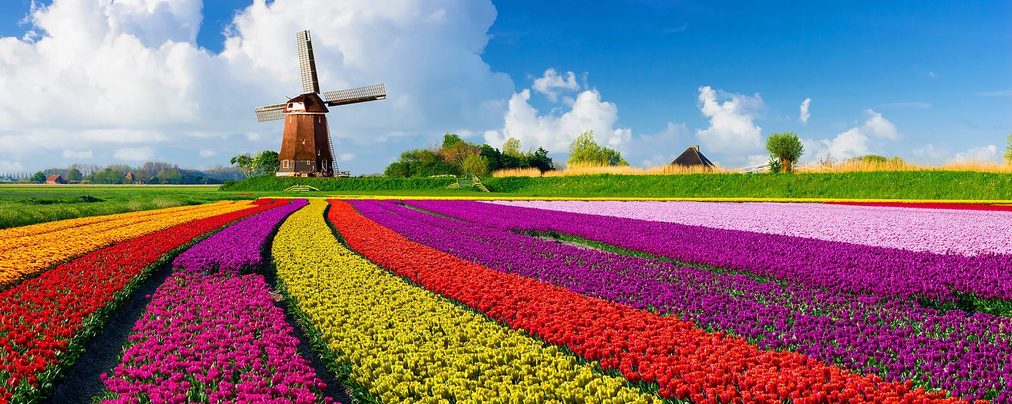 How to see the tulip fields in the Netherlands - Times Travel