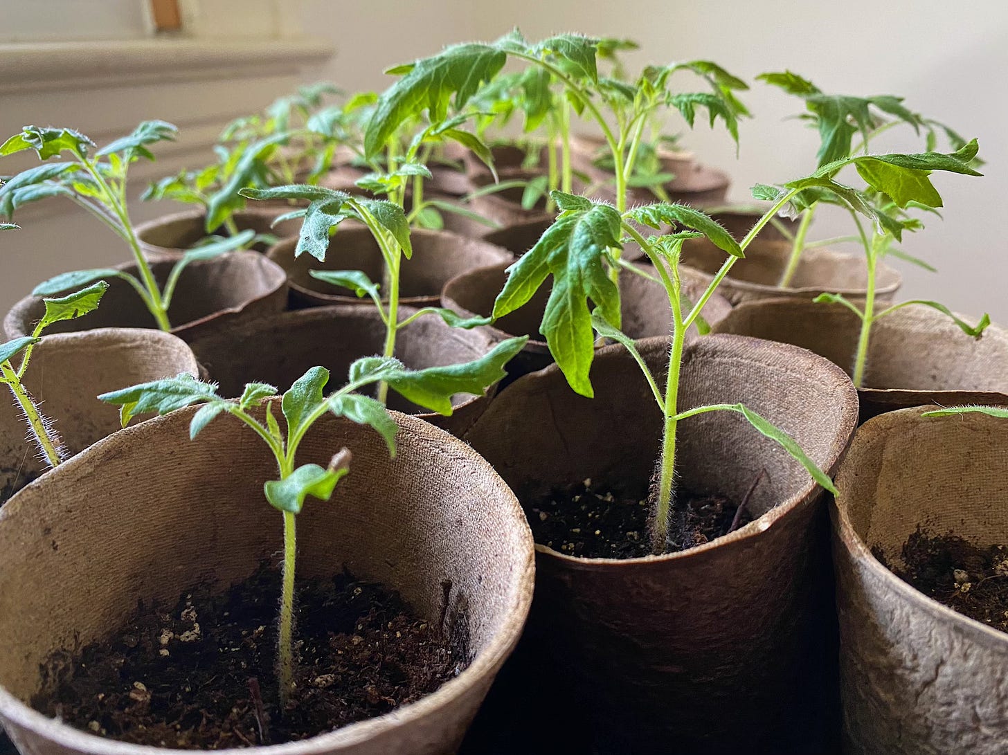 Tomato seedlings in peat pots