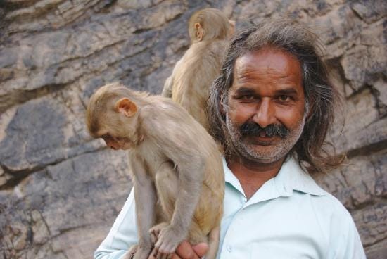 Monkey Man - Picture of Monkey Temple (Galta Ji), Jaipur ...