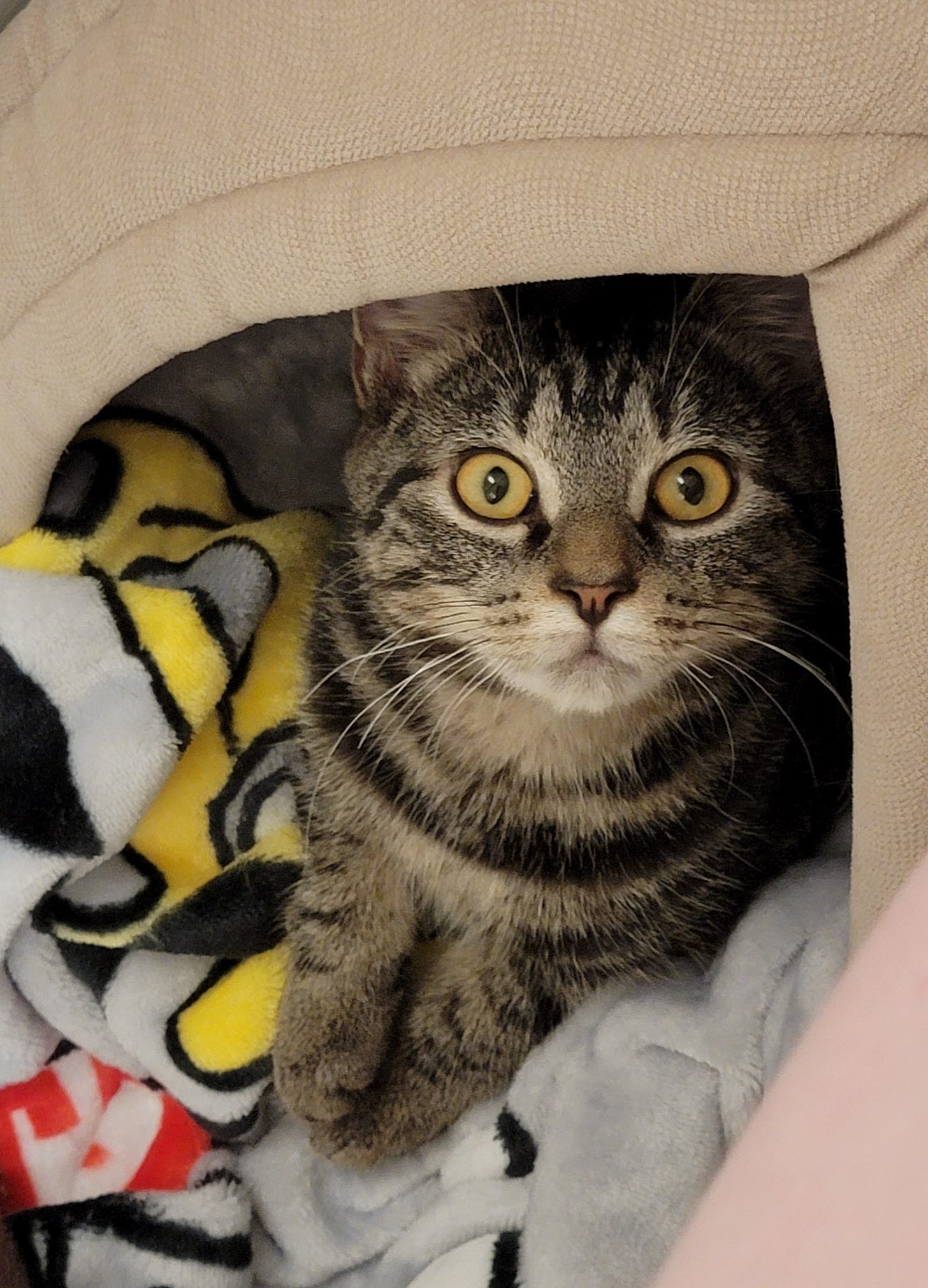 A tabby kitten with yellow eyes opened wide looking at the camera. It's laying in a tan cat house on top of a multi-colored blanket.