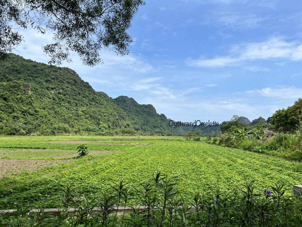 Paddy Fields in Viet Hai Village