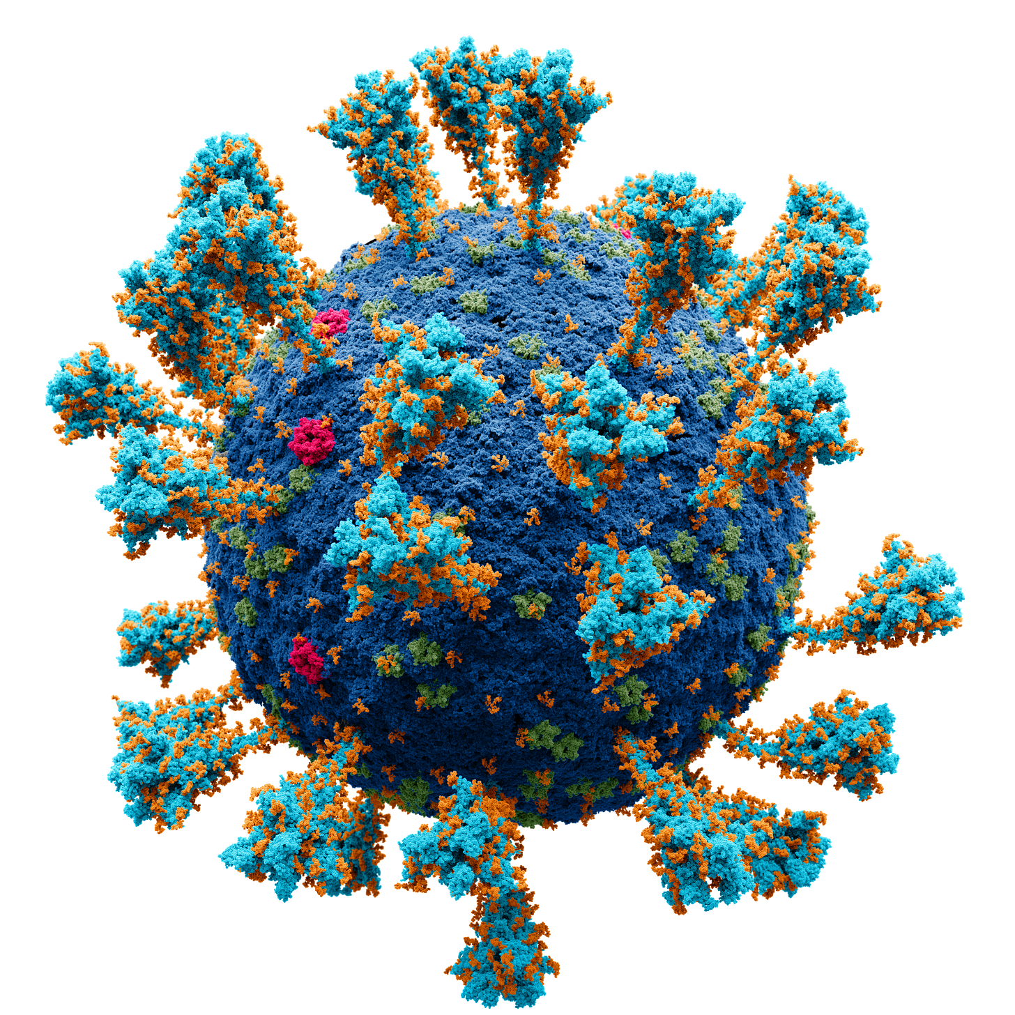 File:Coronavirus. SARS-CoV-2.png - Wikimedia Commons