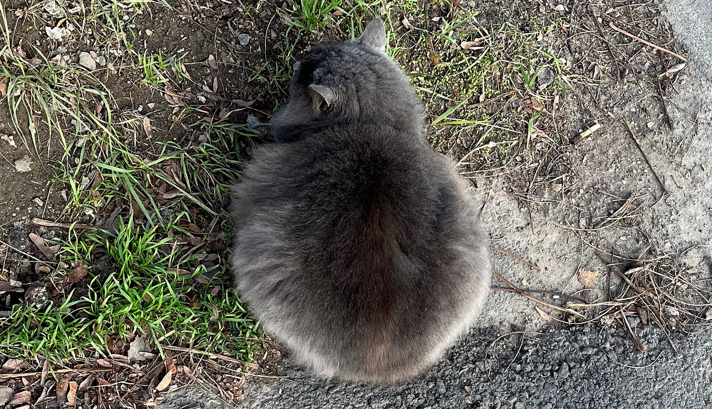 A photo of an amusingly round, gray cat, taken from above.