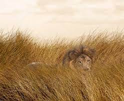 Lion In The Grass Photo