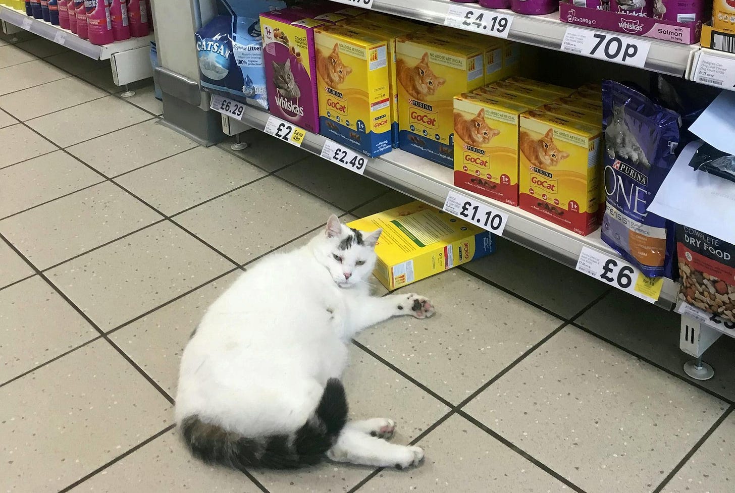  The cheeky cat knocked over a box of treats in Tesco