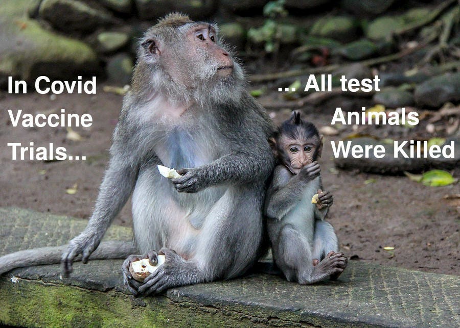 COVID Vaccine Test Animals Were All Killed Shortly After Vaccination