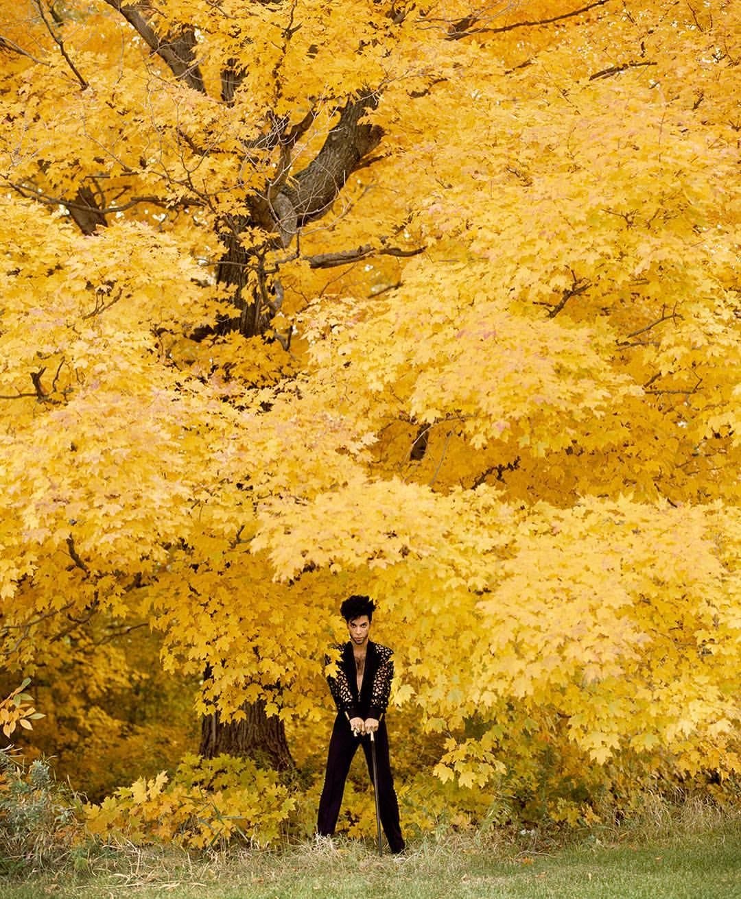 Prince stands in front of a gigantic tree. i think it might be an oak tree but this tree is COVERED in yellow leaves. Prince appears very small in front of it. nature is abundant. autumn is present. we feel the season.