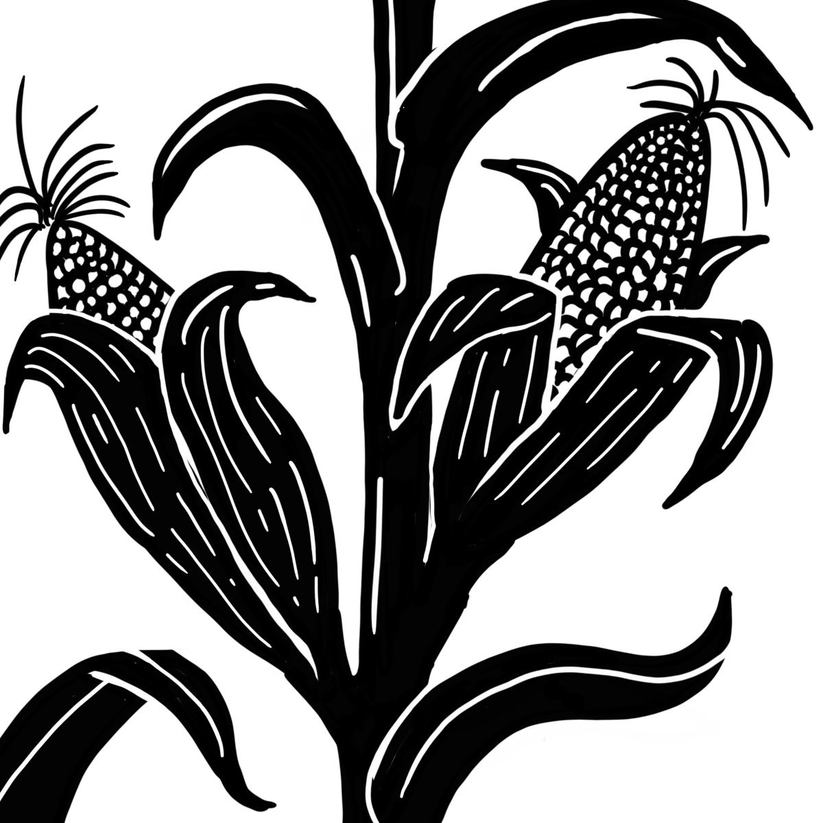 sketch of ripe maize on the stalk