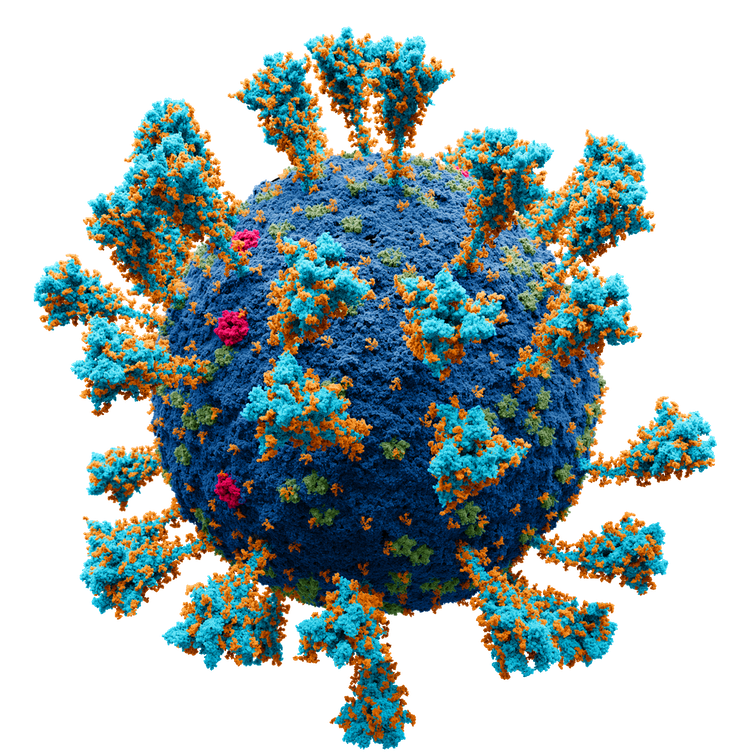 A model of the coronavirus.