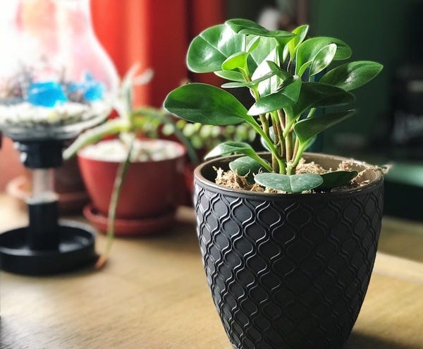 Found at the farmers market and I couldn't resist. It's a baby Peperomia obtusifolia!