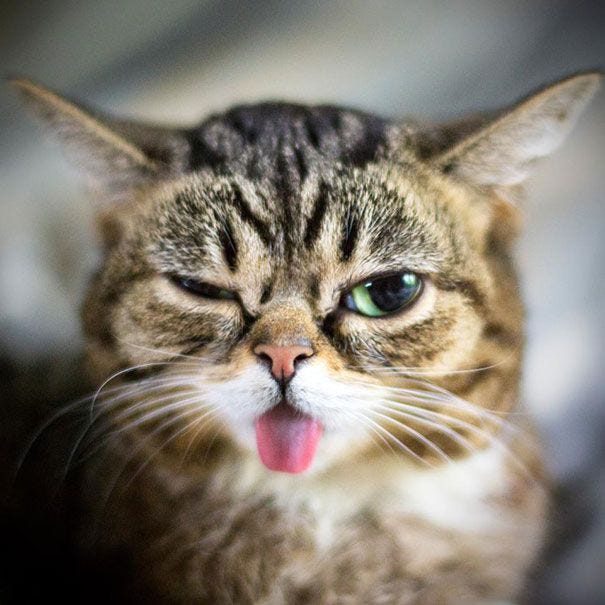World's Cutest Dwarf Kitten Becomes Internet Sensation, Hangs Out With Grumpy  Cat | Cats, Dwarf kittens, Crazy cats