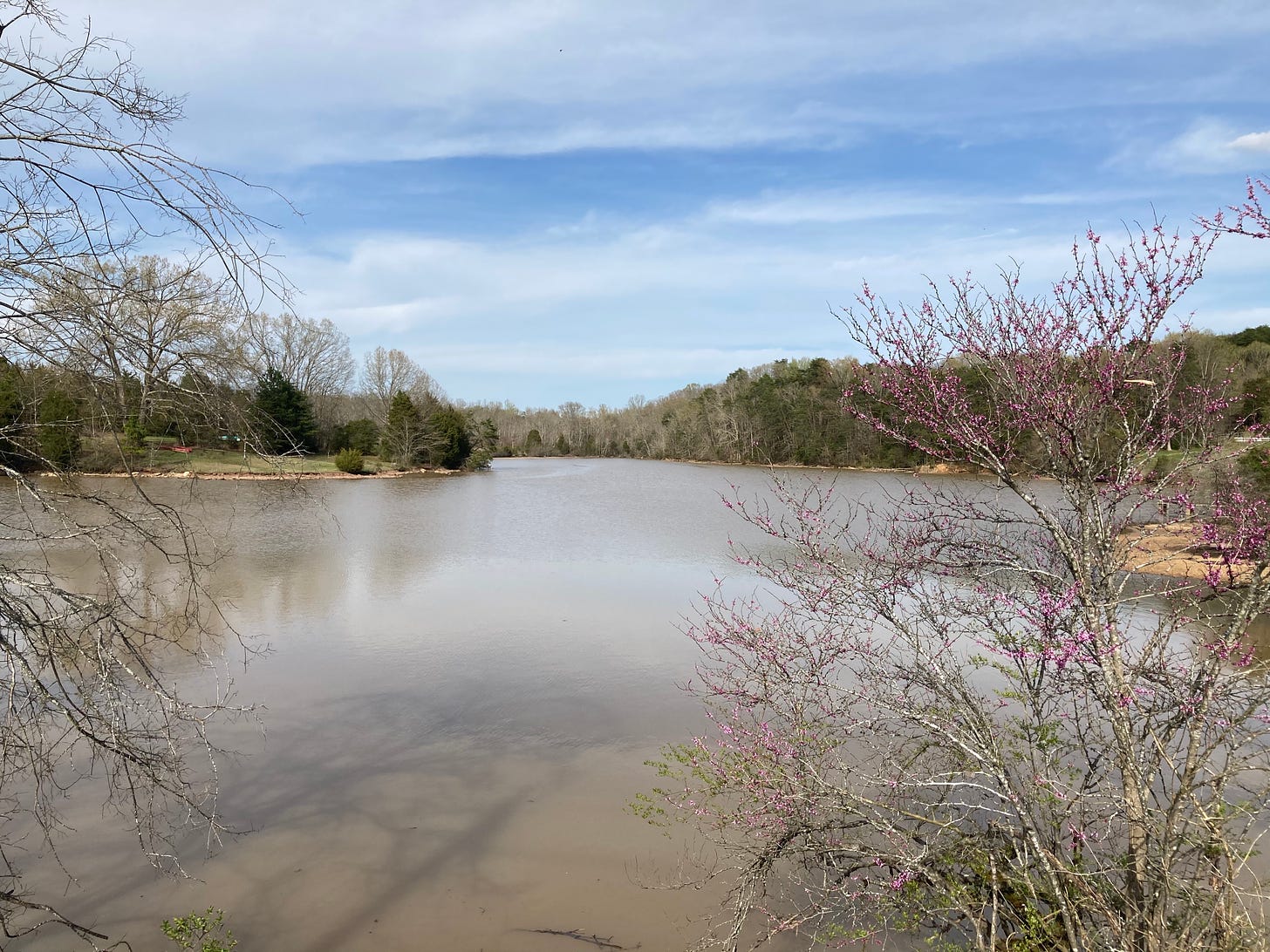 redbuds starting to bloom over a muddy river