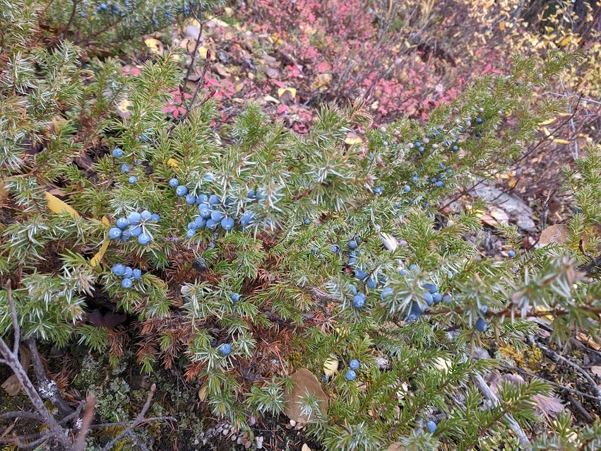 juniper berries turning blue