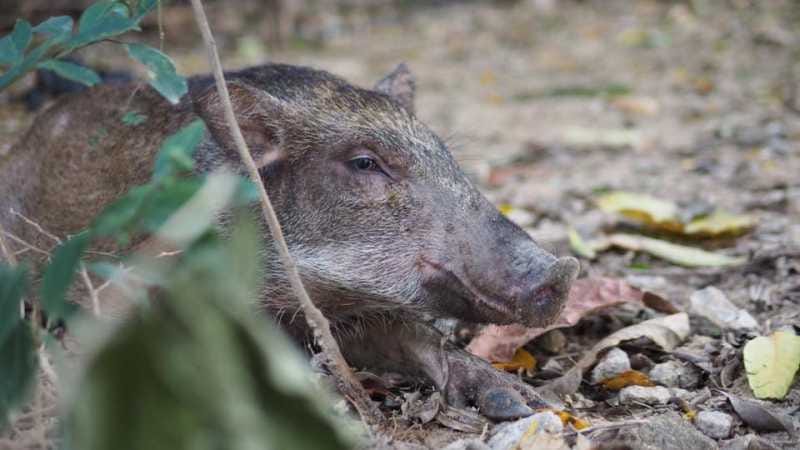 wild boars
