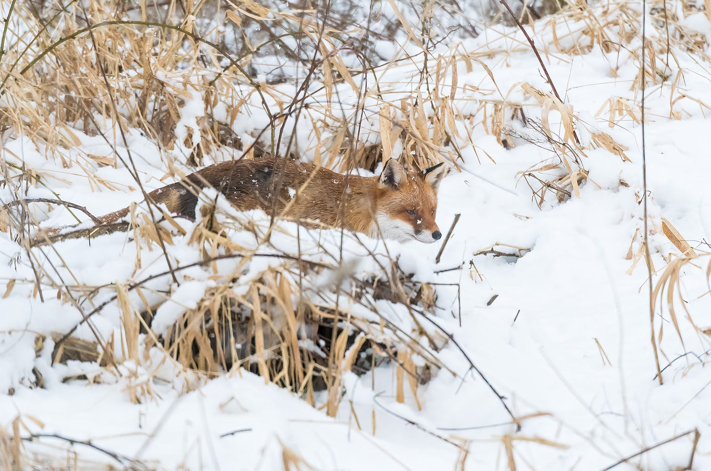 Photo of a red fox running through deep snow, photographed by Rhiannon Law