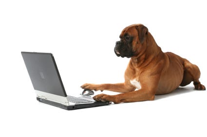 Dog looking at a laptop computer
