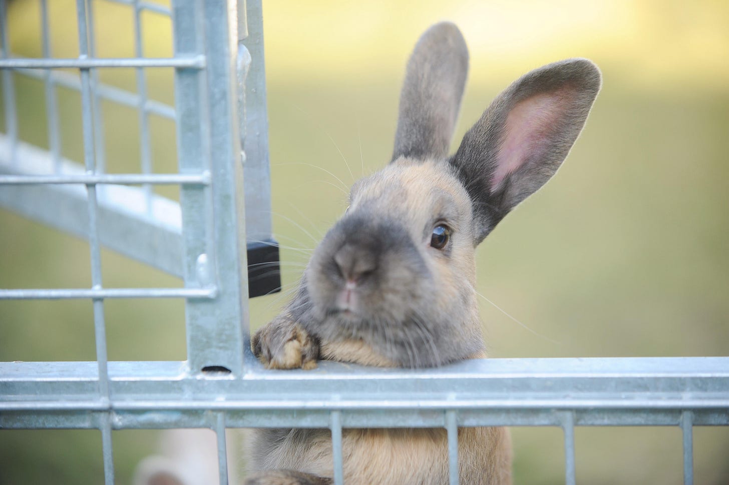 RSPCA concerns over rabbits abandonment in Norfolk | Eastern Daily Press