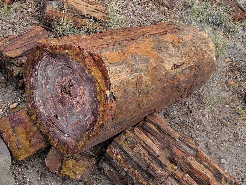 File:Petrified Forest National Park 5.jpg