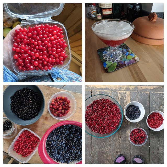 1) highbush cranberries 2) highbush cran whiskey sour w/ aquafaba foam 3) more sorting 4) etc !  feat. a small bowl of alpine bearberries [clockwise top L to R]