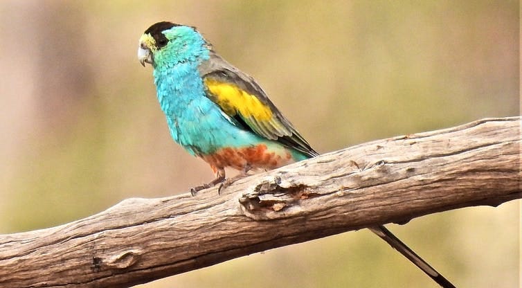 The golden-shouldered parrot