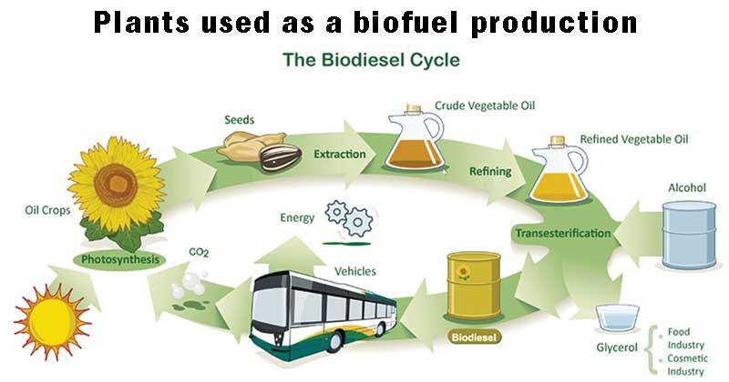 Biofuels in the EU: A Vision for 2030 and beyond - BiofuelsBiofuels