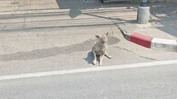 Google has been blurring dog's faces